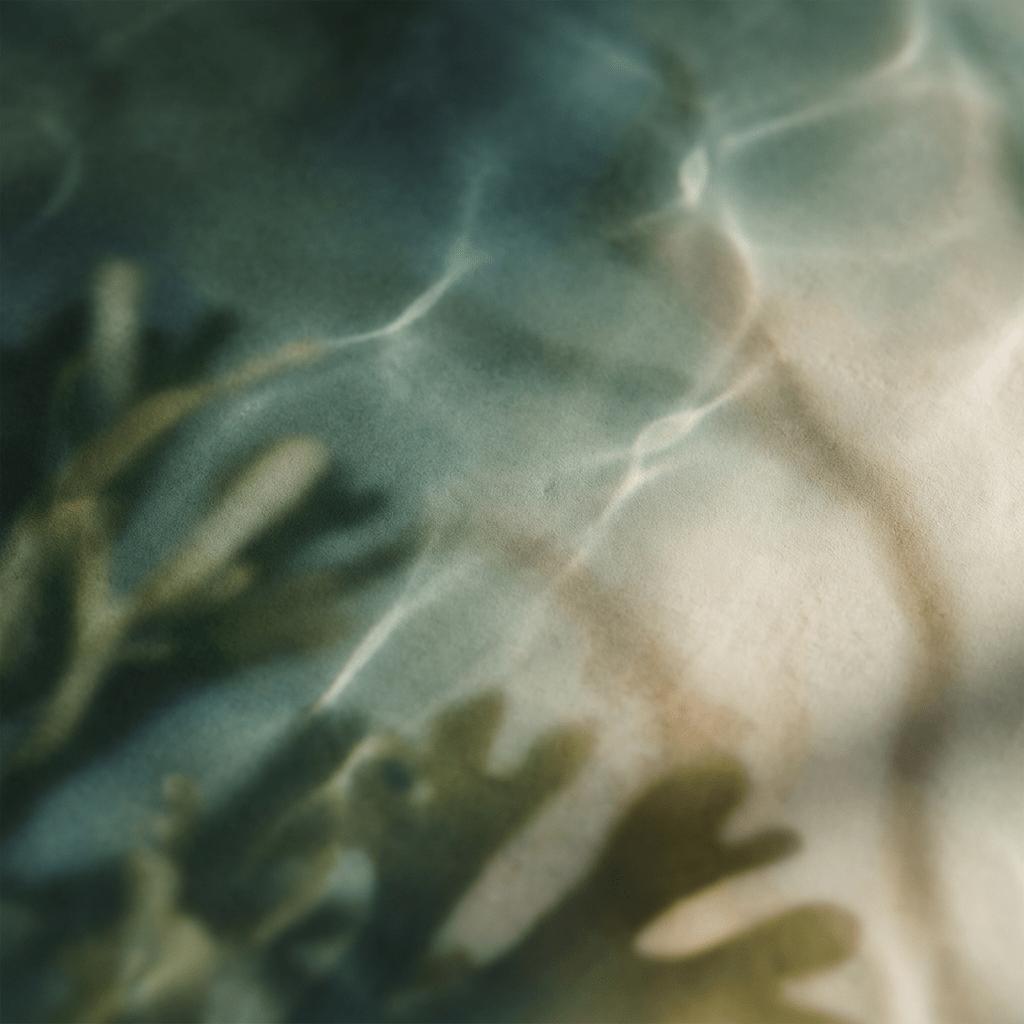 Omega-3 & DHA: What the Research Actually Says - Premiux Nutrition